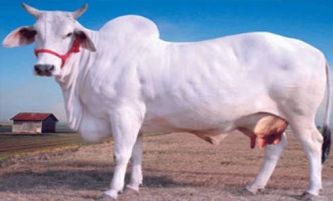 گائے کی قربانی