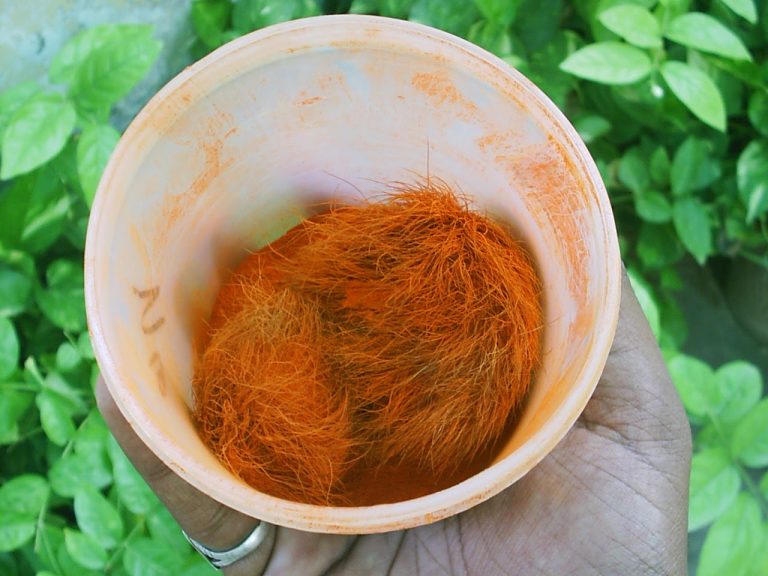 گیدڑ سنگھی