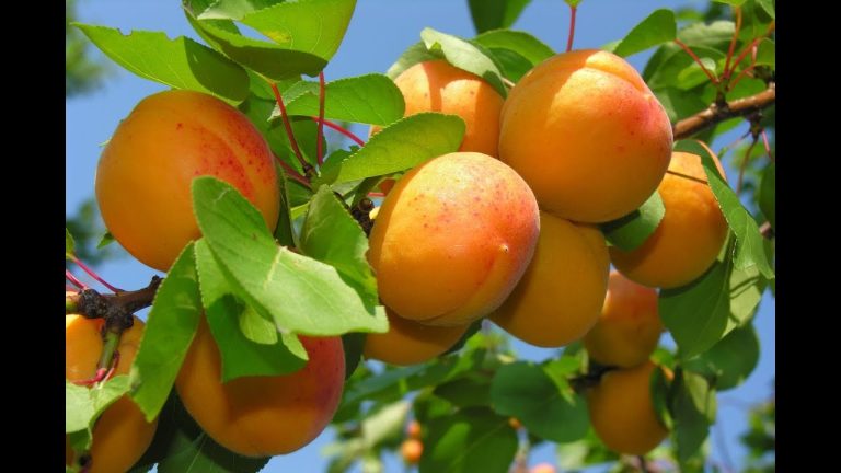 بلتستان میں خوبانی میلہ اور اس پھل کی پیداوار کے رنگ