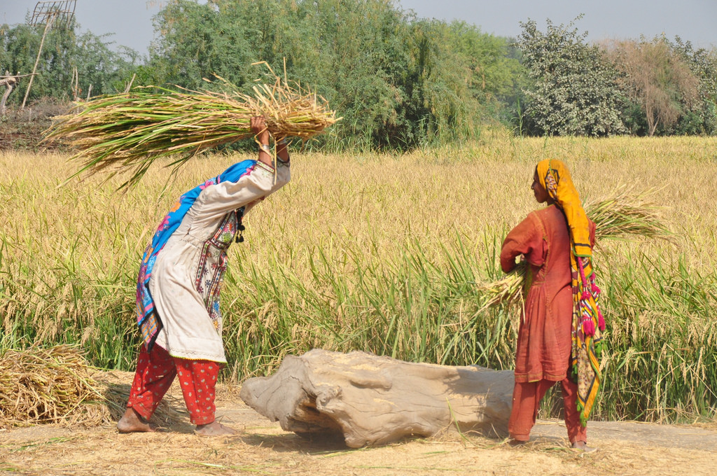 In northern india they harvest their wheat. Хозяйство Пакистана. Сельское хозяйство Пакистана. Пакистан земледелие. Пакистан сельское хозяйство земледелие.